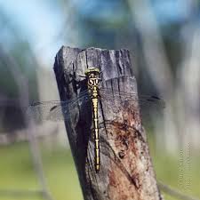 Attēlu rezultāti vaicājumam “Gomphus flavipes”