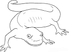 Salamander coloring page