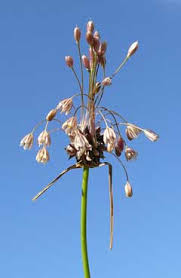Attēlu rezultāti vaicājumam “Allium oleraceum flower”