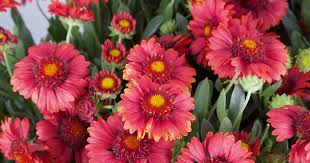 Image result for Gaillardia