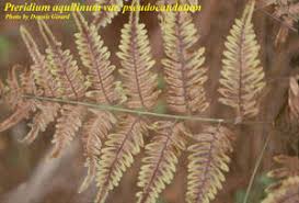 Attēlu rezultāti vaicājumam “Pteridium aquilinum”