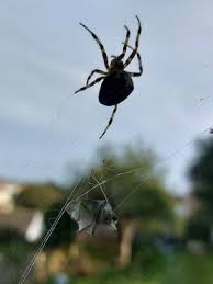 Attēlu rezultāti vaicājumam “Araneus diadematus juvenile”