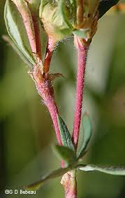 Attēlu rezultāti vaicājumam “Pentaphylloides fruticosa leaf”