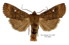 Attēlu rezultāti vaicājumam “Eupsilia transversa”