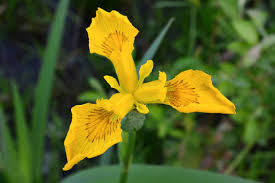 Attēlu rezultāti vaicājumam “Iris pseudacorus flower”