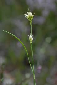 Attēlu rezultāti vaicājumam “Rhynchospora alba flower”