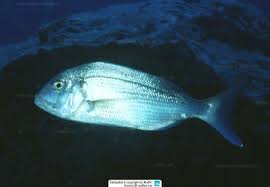 Image result for Dentex dentex