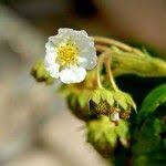 Attēlu rezultāti vaicājumam “Fragaria viridis flower”