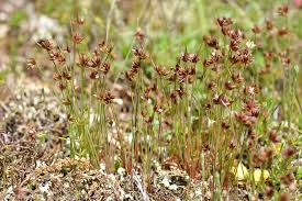 Attēlu rezultāti vaicājumam “Juncus capitatus”