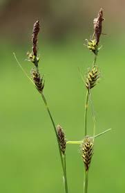 Attēlu rezultāti vaicājumam “Carex hostiana”