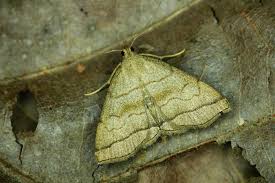 Attēlu rezultāti vaicājumam “Herminia tarsicrinalis”