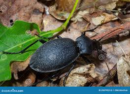 Attēlu rezultāti vaicājumam “Carabus coriaceus”