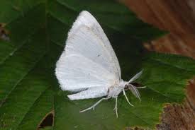 Attēlu rezultāti vaicājumam “Cabera pusaria”