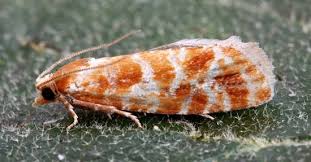 Attēlu rezultāti vaicājumam “Rhyacionia pinicolana”