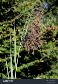 Attēlu rezultāti vaicājumam “Phragmites communis flower”