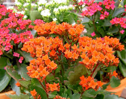 Image result for Kalanchoe blossfeldiana