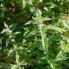 Attēlu rezultāti vaicājumam “Lycopus europaeus”