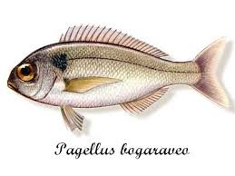 Image result for Pagellus bogaraveo