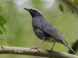 Image result for Zoothera sibirica