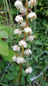 Attēlu rezultāti vaicājumam “Pyrola media”