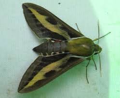 Attēlu rezultāti vaicājumam “Hyles gallii imago”