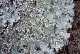 Attēlu rezultāti vaicājumam “Punctelia subrudecta”