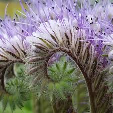 Attēlu rezultāti vaicājumam “Phacelia tanacetifolia”