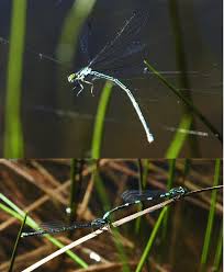 Attēlu rezultāti vaicājumam “Coenagrion armatum female”