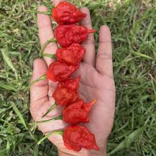 Afbeeldingsresultaat voor white habanero hot pepper