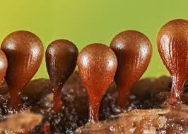 Attēlu rezultāti vaicājumam “Hemitrichia clavata macro”