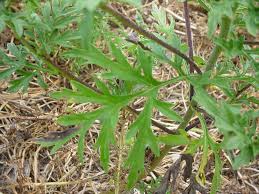 Attēlu rezultāti vaicājumam “Ambrosia artemisiifolia leaf”