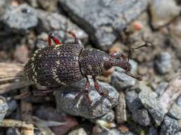 Attēlu rezultāti vaicājumam “Hylobius pinastri”