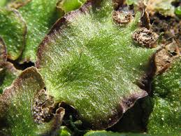 Attēlu rezultāti vaicājumam “Reboulia hemisphaerica”