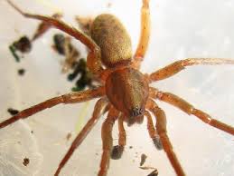 Attēlu rezultāti vaicājumam “Agroeca brunnea”