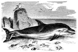 Image result for Delphinus delphis