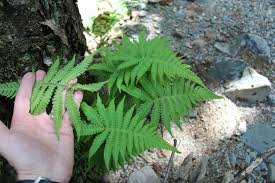 Attēlu rezultāti vaicājumam “Phegopteris connectilis”