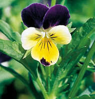 Attēlu rezultāti vaicājumam “Viola tricolor”