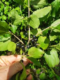 Attēlu rezultāti vaicājumam “Rhamnus cathartica fruit”