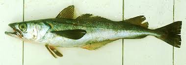 Image result for Merluccius merluccius