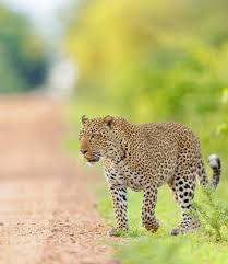 Image result for Яла заповедник