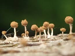 Attēlu rezultāti vaicājumam “Phleogena faginea young”