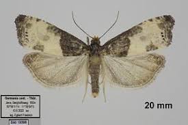 Attēlu rezultāti vaicājumam “Notocelia cynosbatella”