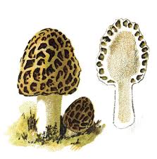 Attēlu rezultāti vaicājumam “Morchella esculenta”