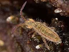 Attēlu rezultāti vaicājumam “Orchesella sp.”