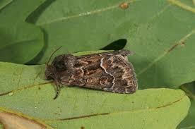 Attēlu rezultāti vaicājumam “Thalpophila matura”