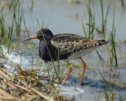 Attēlu rezultāti vaicājumam “Philomachus pugnax adult”