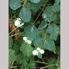 Attēlu rezultāti vaicājumam “Symphoricarpos albus”