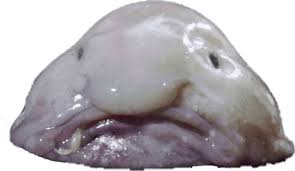 Image result for blobfish