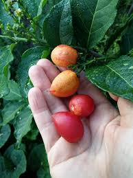 Attēlu rezultāti vaicājumam “Potentilla argentea fruit”