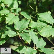 Attēlu rezultāti vaicājumam “Acer tataricum leaf”